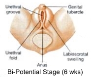 genital tubercle (soc hawaii edu) 185x157